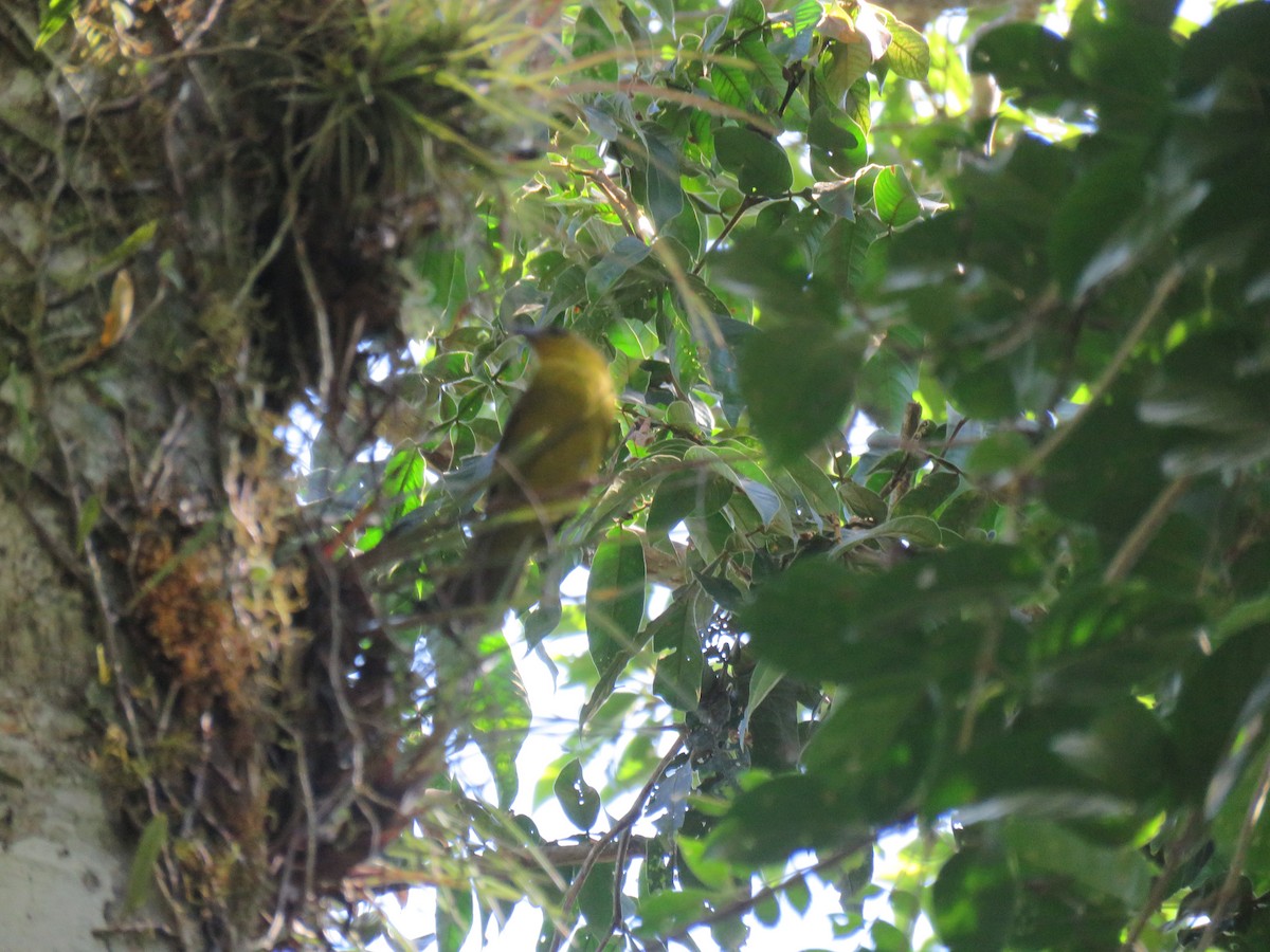 Olive-green Tanager - ML110112091