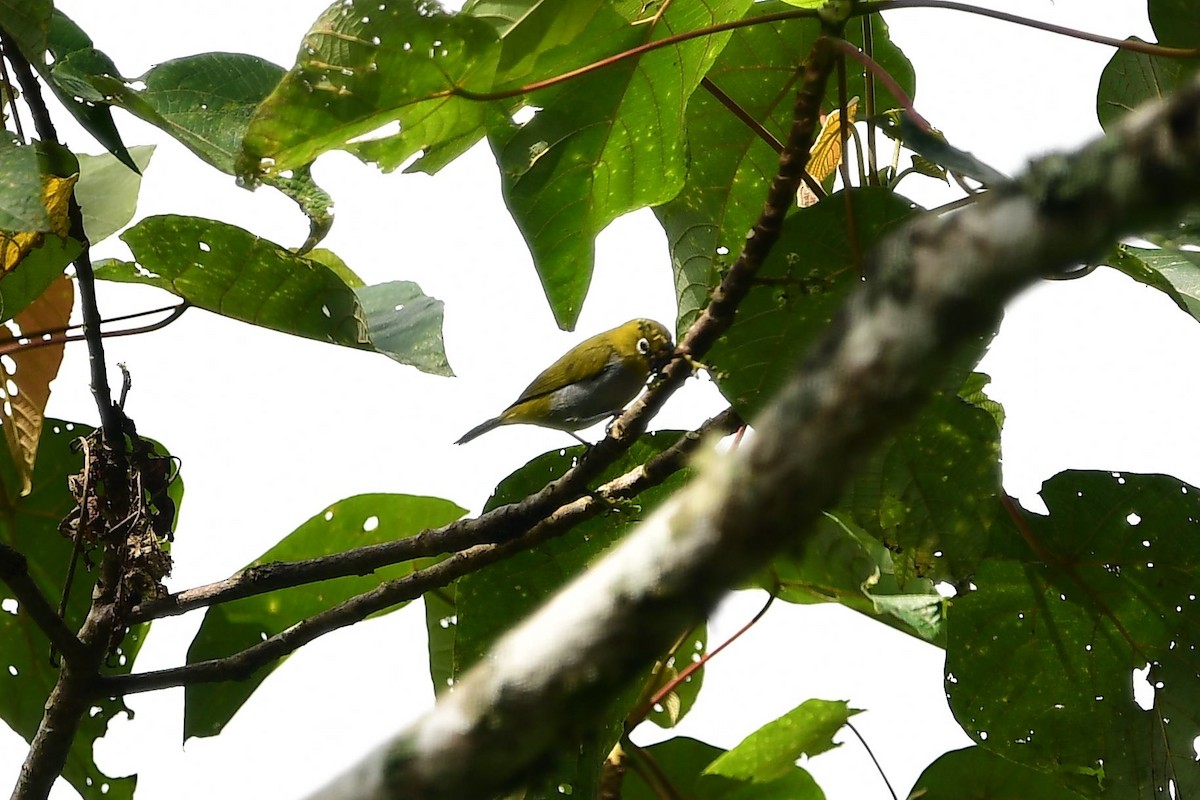 Hume's White-eye - Anonymous