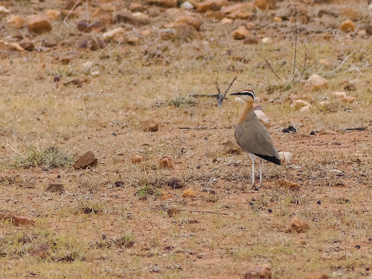 Indian Courser - ML110114271