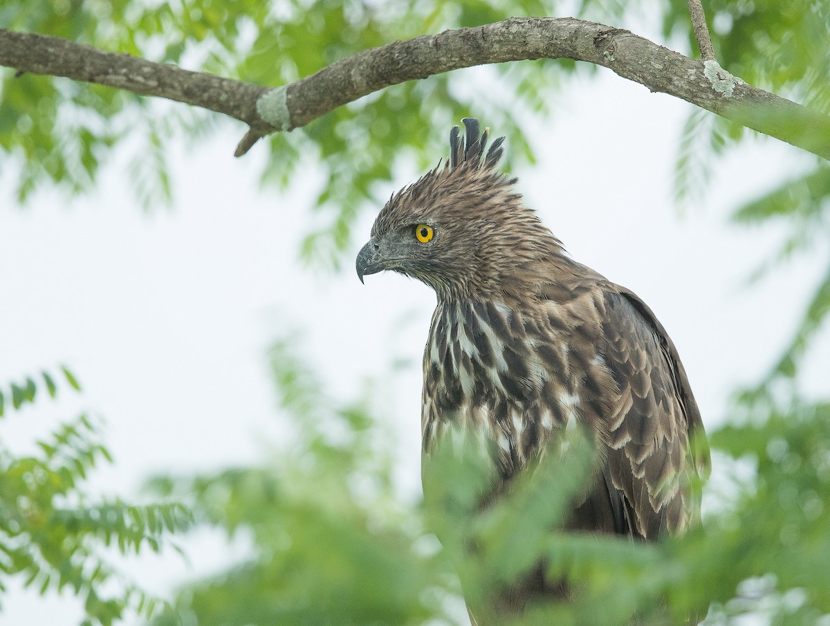 Changeable Hawk-Eagle (Crested) - Rajinikanth Kasthuri