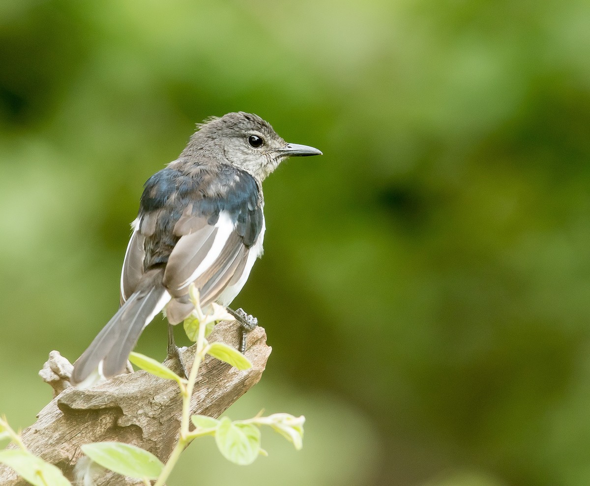 Oriental Magpie-Robin - Rajinikanth Kasthuri