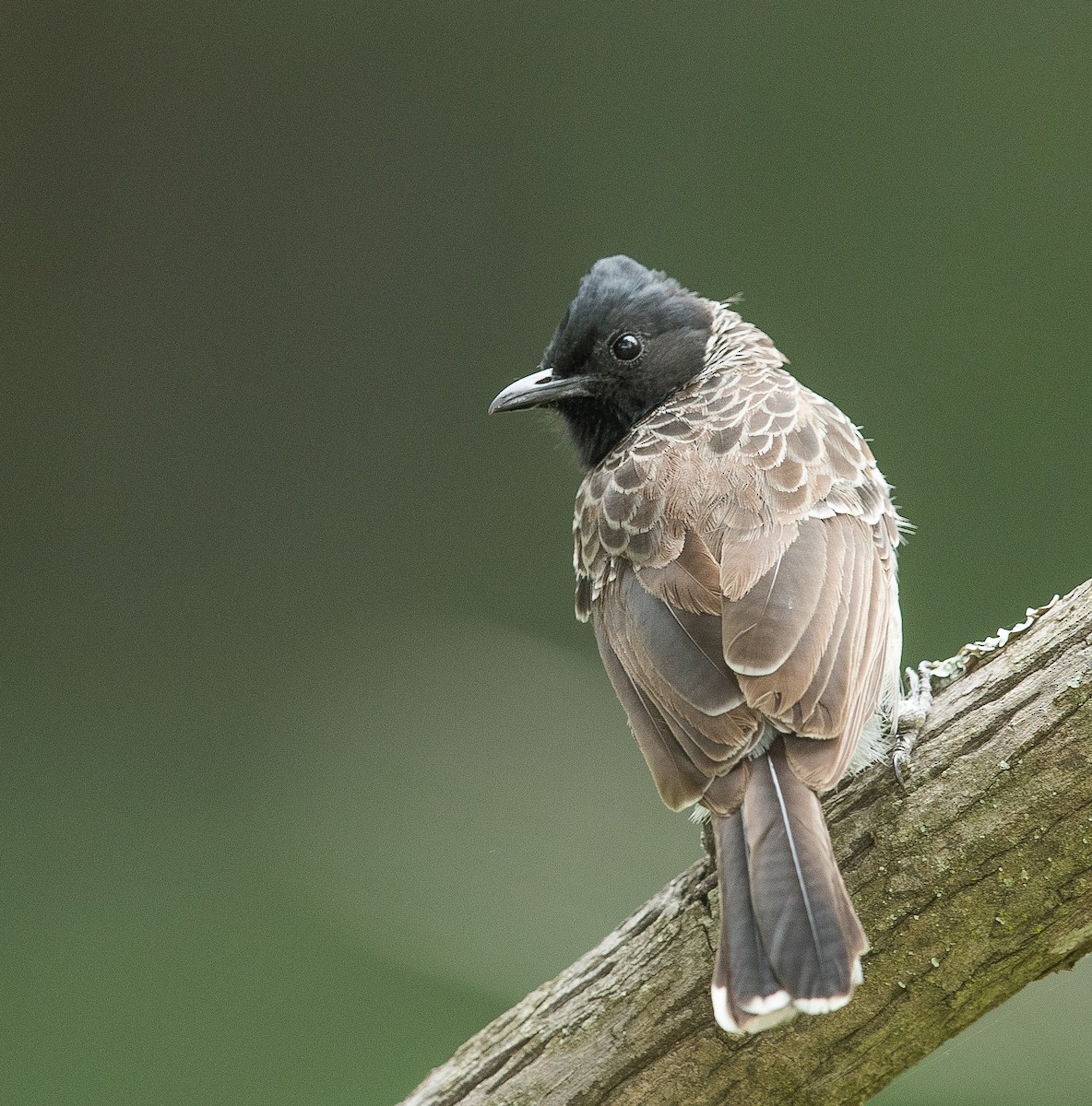 Red-vented Bulbul - ML110115031