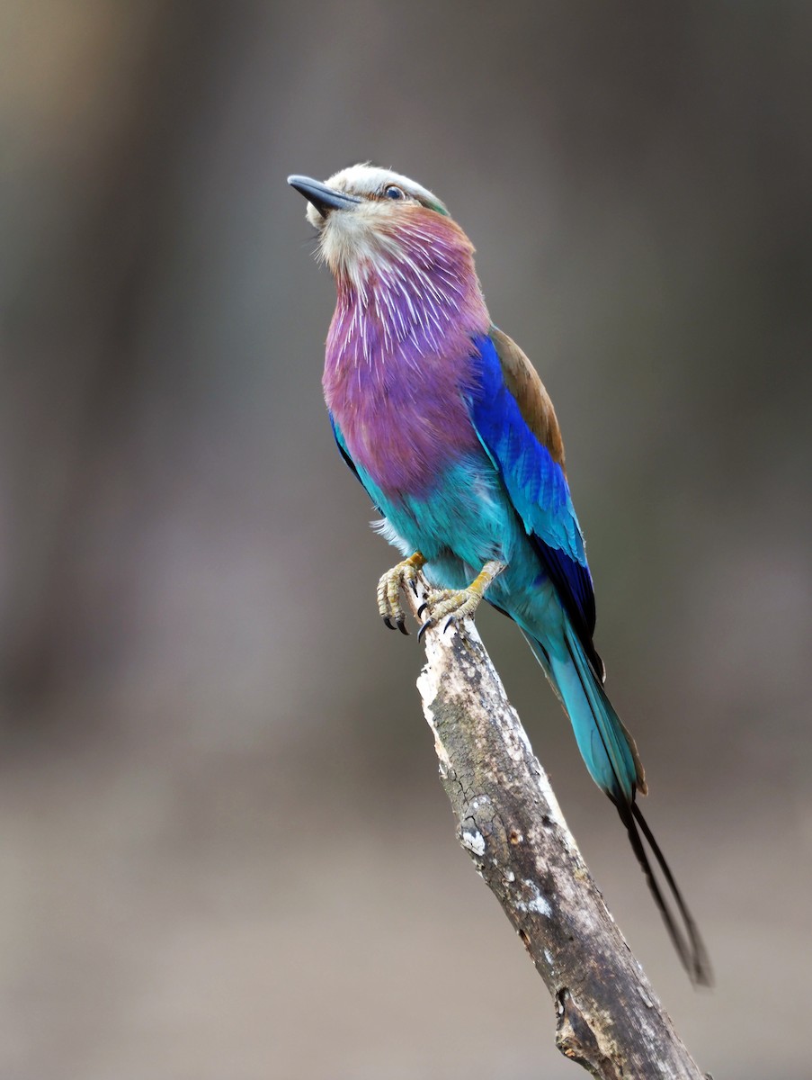 Lilac-breasted Roller - Andrew Spencer