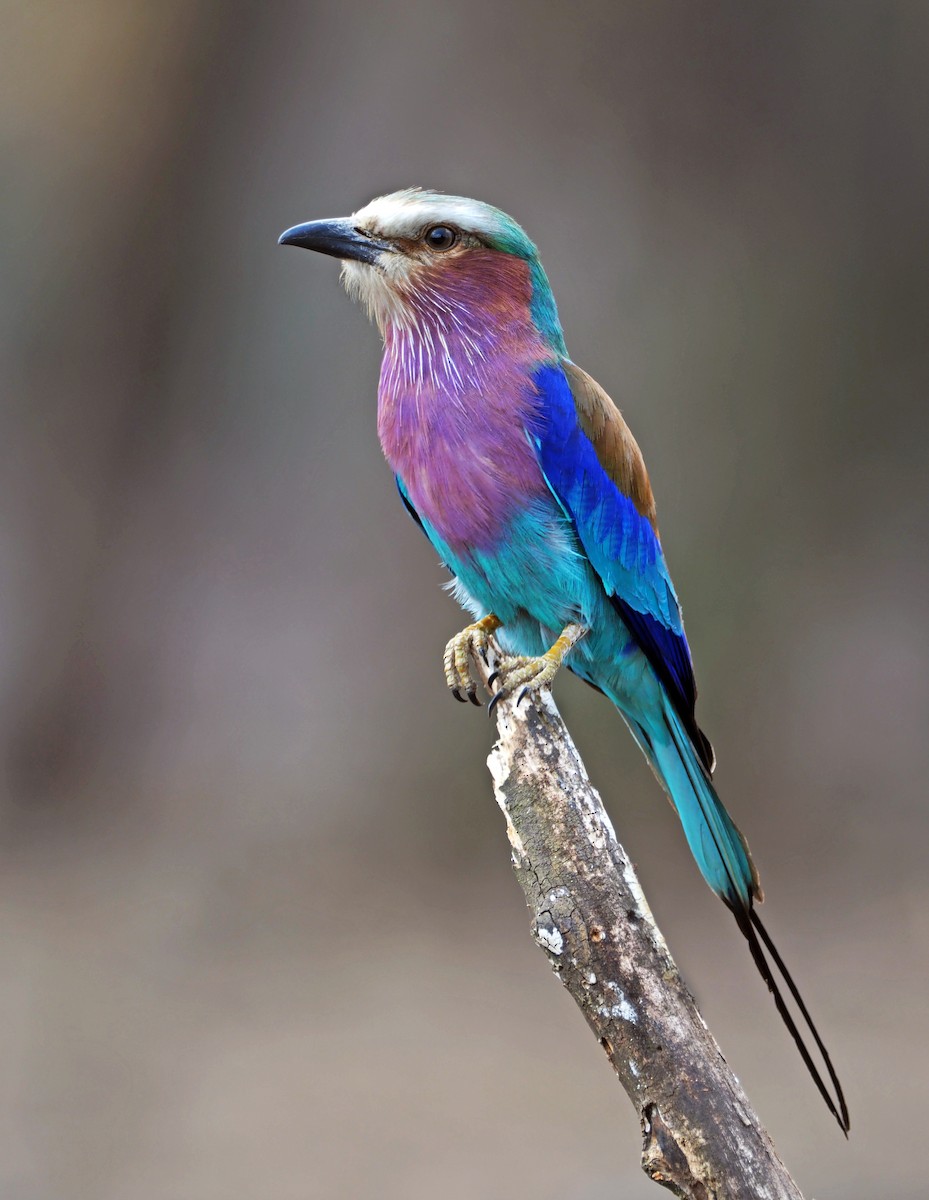 Lilac-breasted Roller - ML110116361