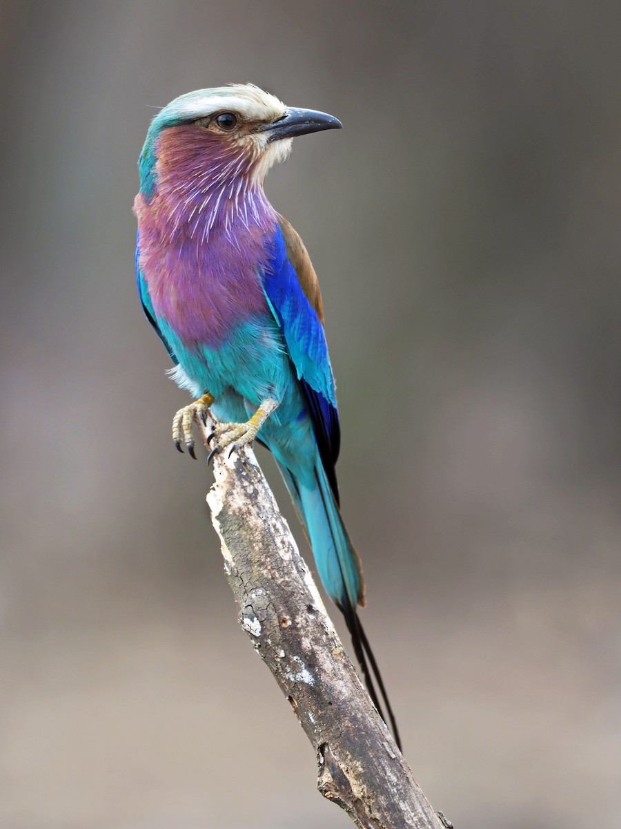Lilac-breasted Roller - ML110116371