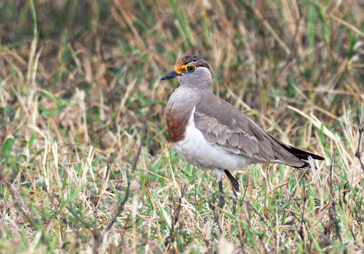 Brown-chested Lapwing - Andrew Spencer