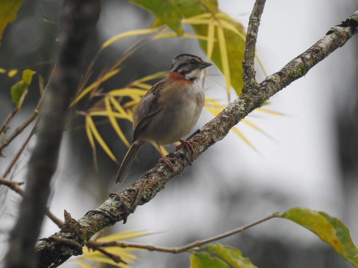 Rufous-collared Sparrow - Spencer Follett