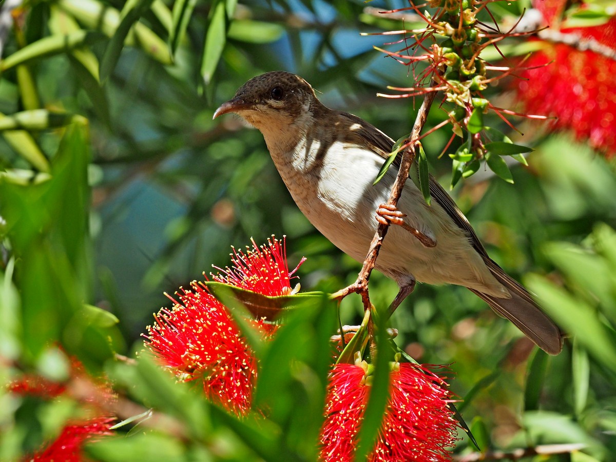 Brown-backed Honeyeater - Len and Chris Ezzy