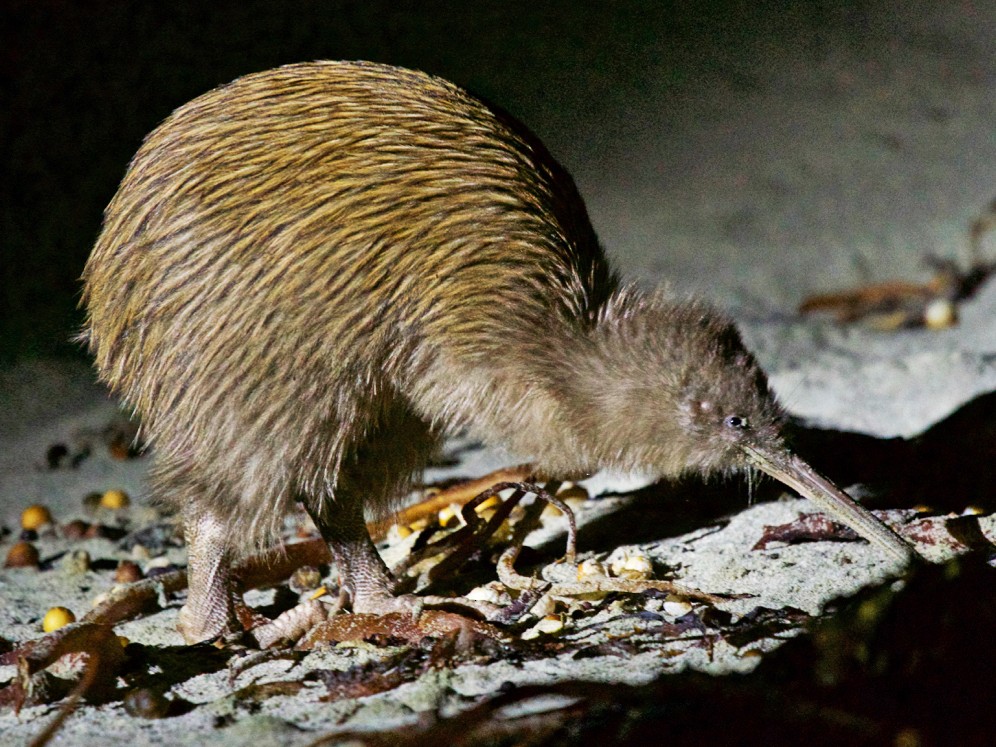 Southern Brown Kiwi Ebird