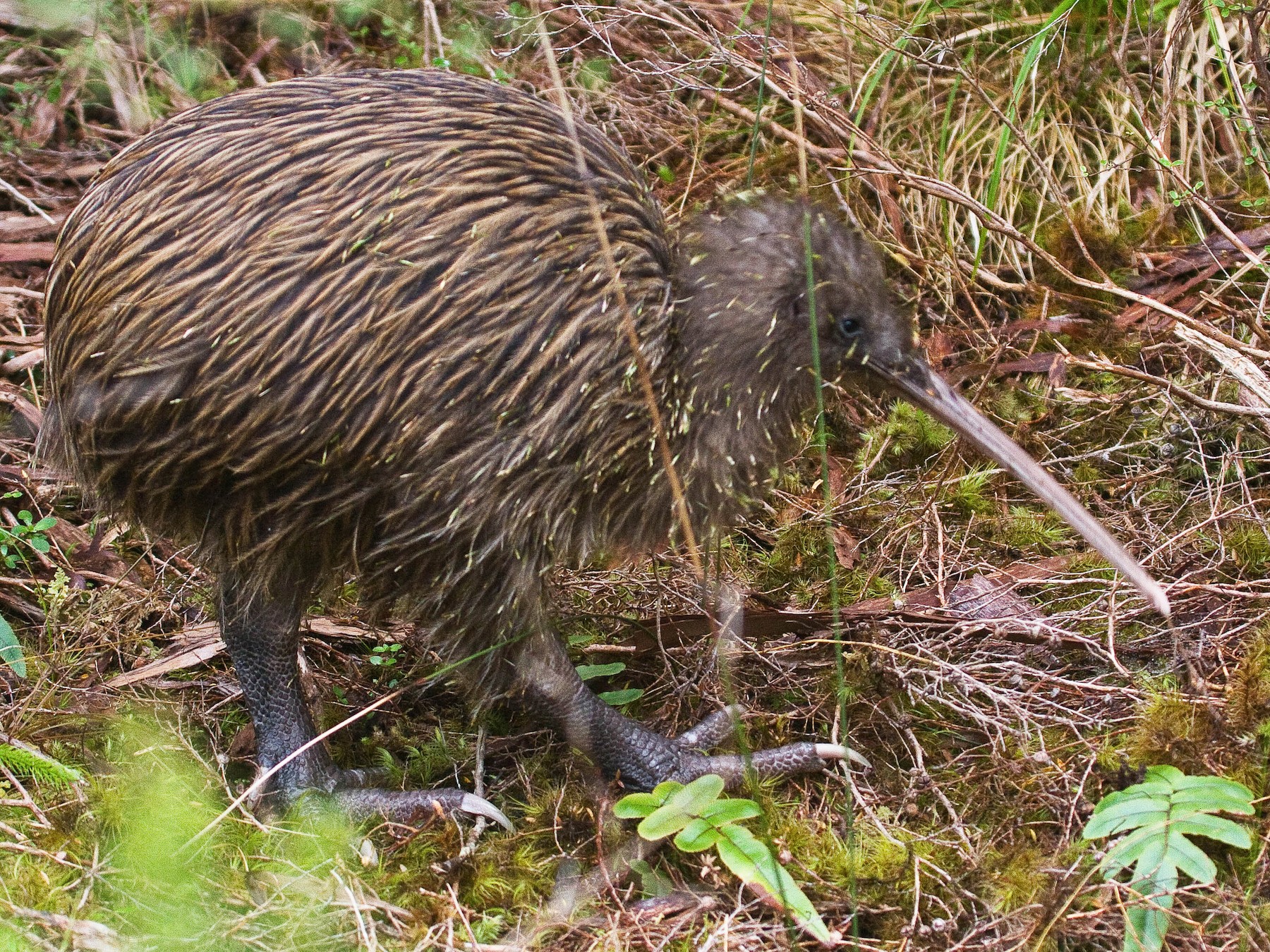 Küken des Braunen Kiwi Brown Kiwi Chick New Zealand Ansichtskarte 