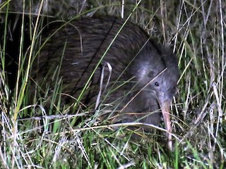 North Island Brown Kiwi - eBird