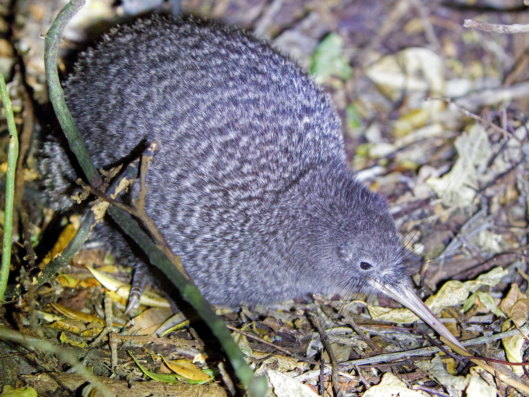 Little Spotted Kiwi - Laurie Ross | Tracks Birding & Photography Tours