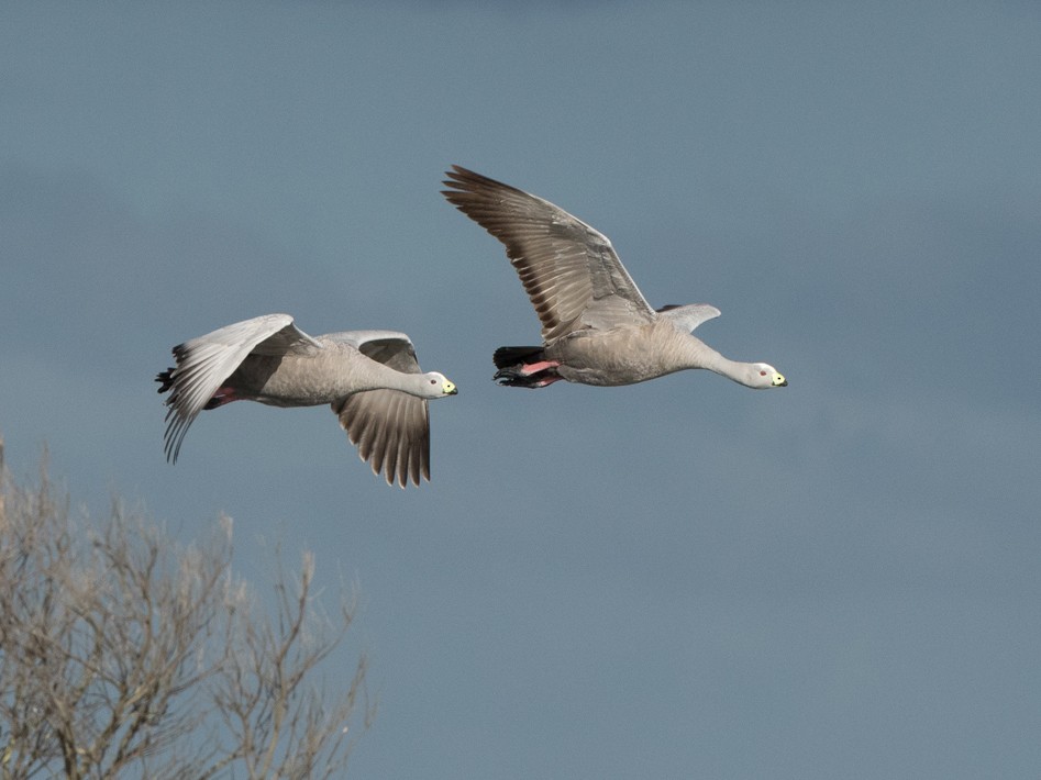 Cape Barren Goose - Sonja Ross