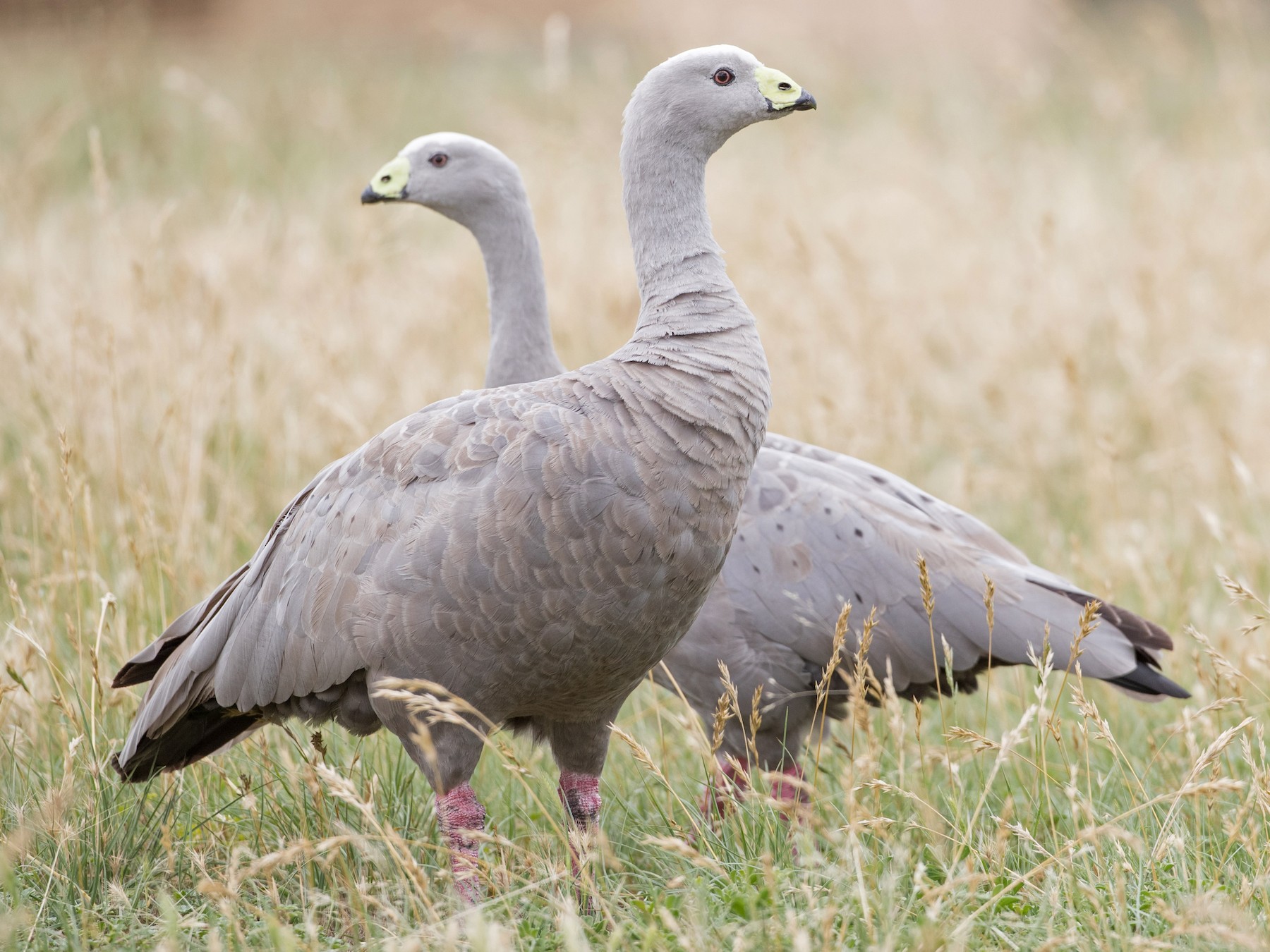 Cape Barren Goose - Ian Davies