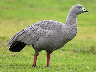  - Cape Barren Goose