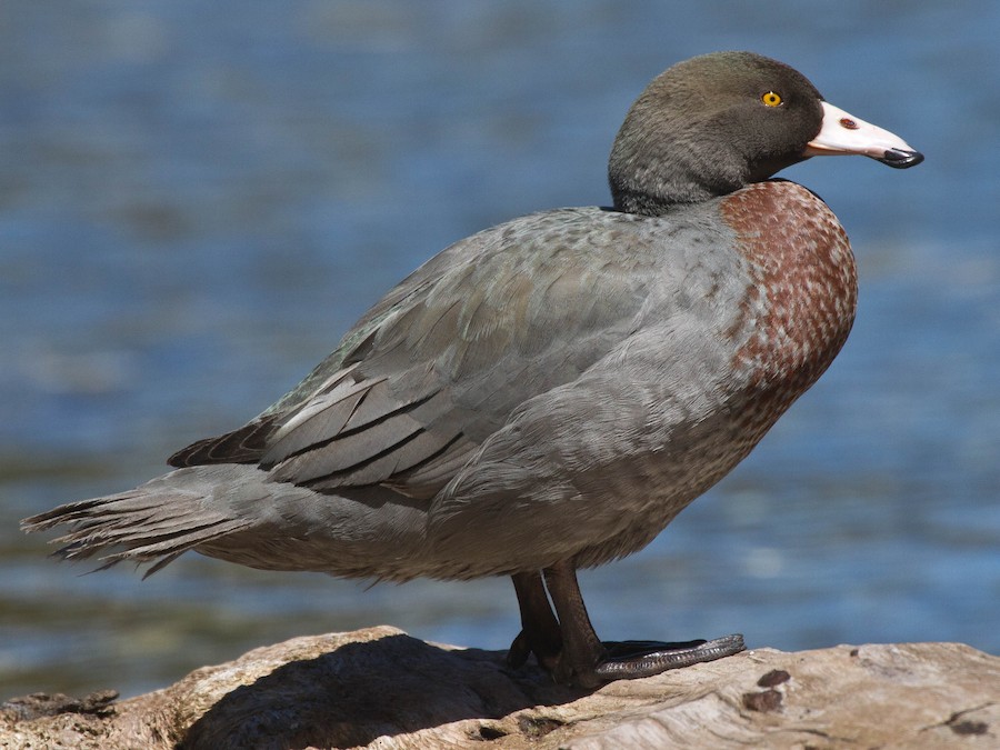 アオヤマガモ - eBird