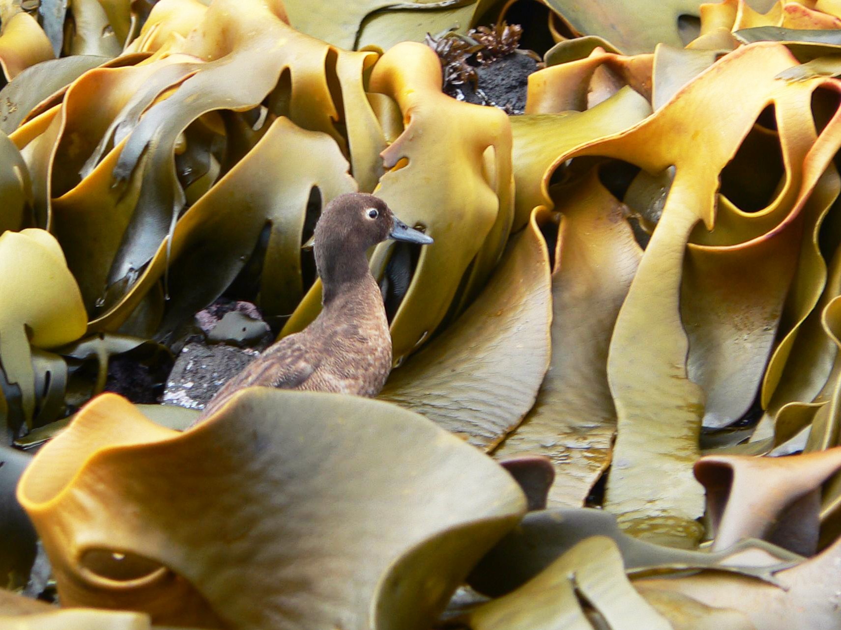 Auckland Islands Teal eBird