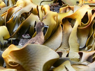  - Auckland Islands Teal