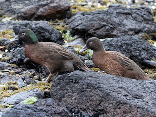  - Campbell Islands Teal