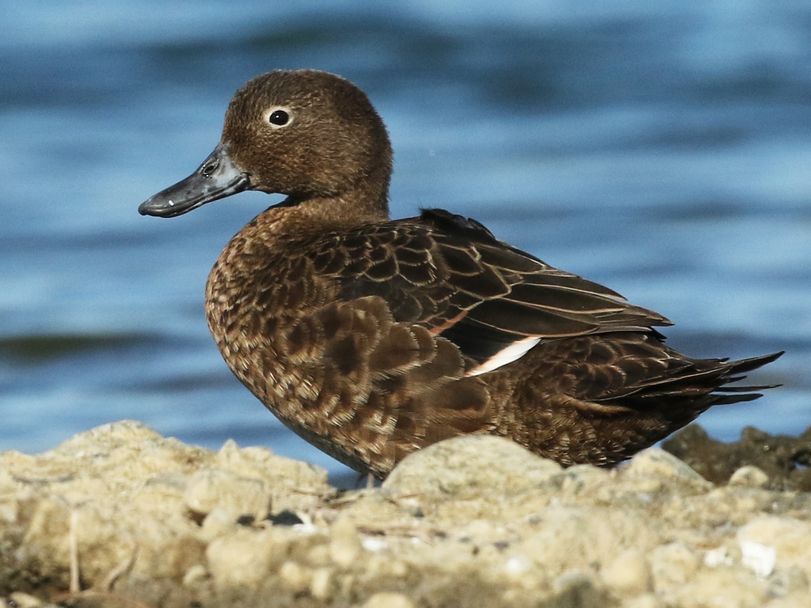 Brown Teal - Anonymous