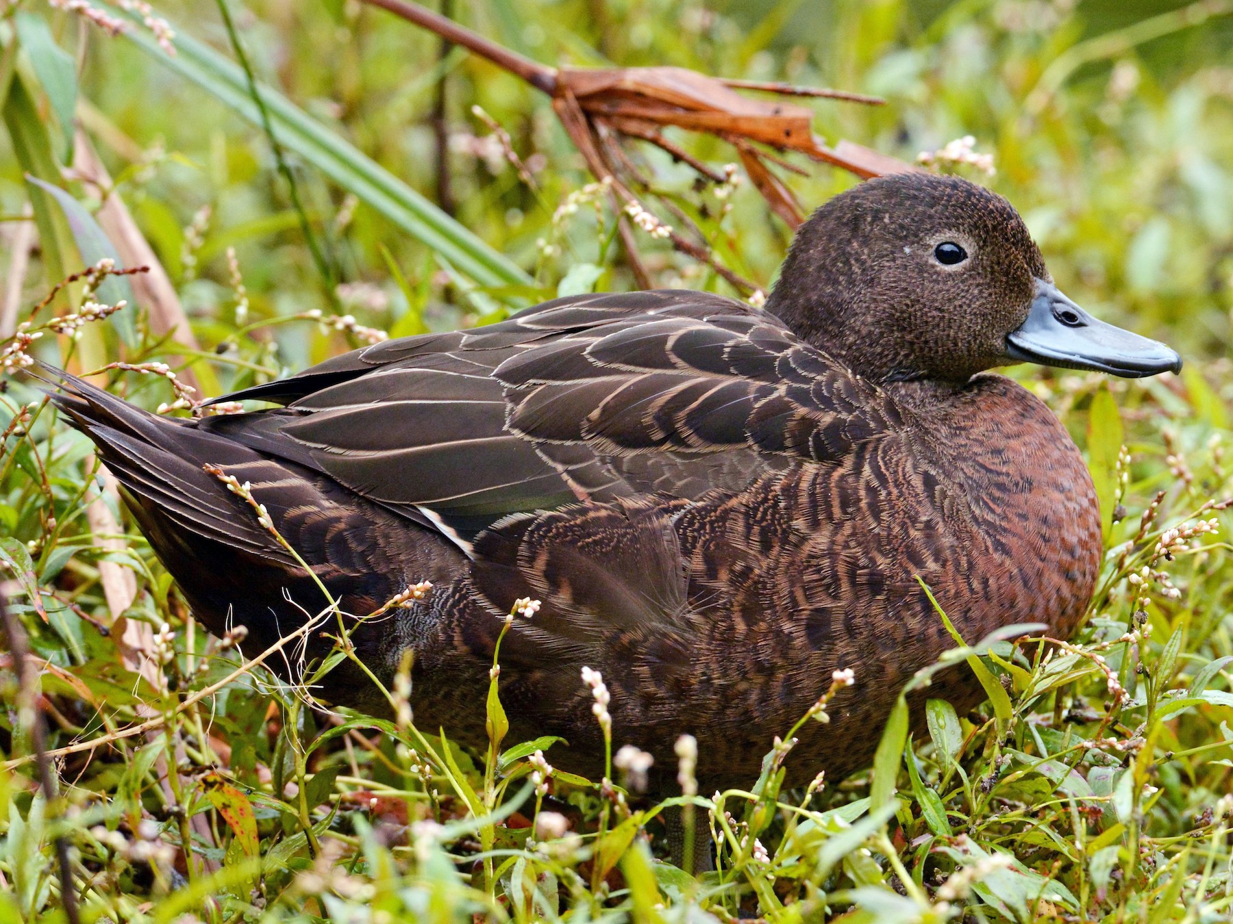 チャイロコガモ Ebird
