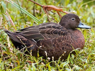 - Brown Teal