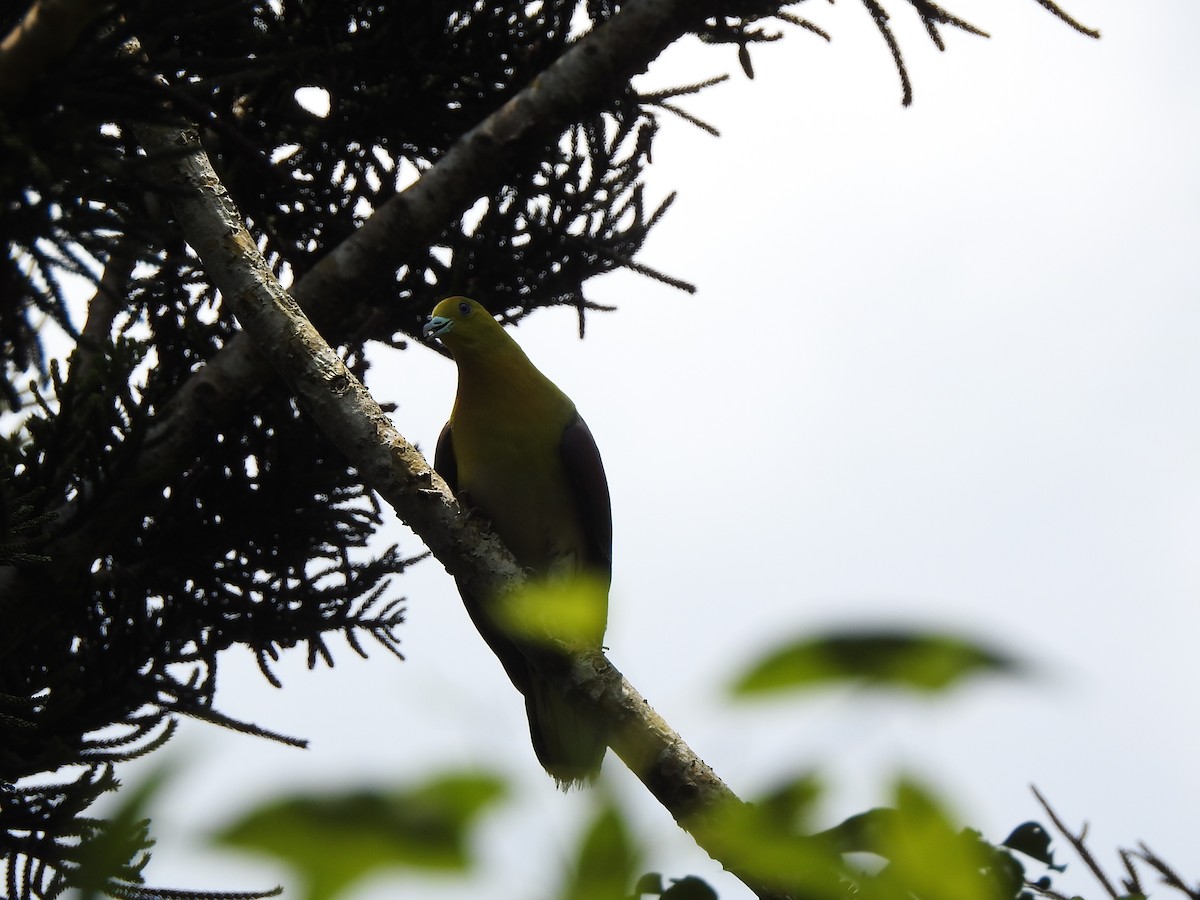 White-bellied Green-Pigeon - ML110124261