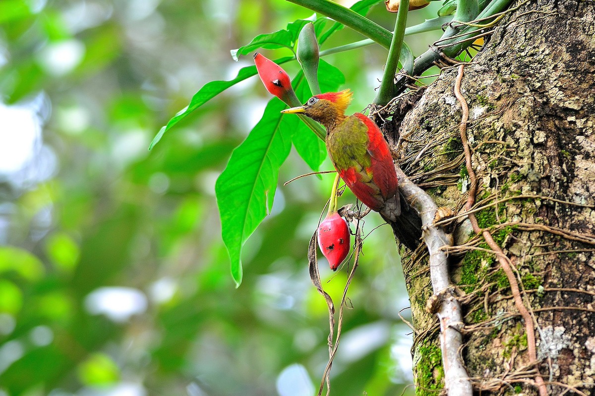 Crimson-winged Woodpecker - ML110124581