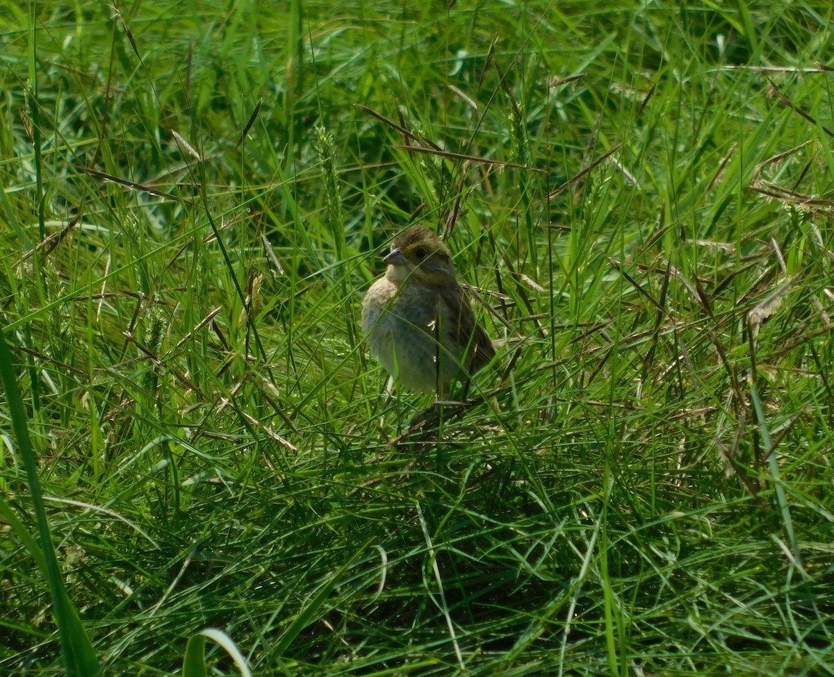 Nelson's Sparrow - Devin Johnstone