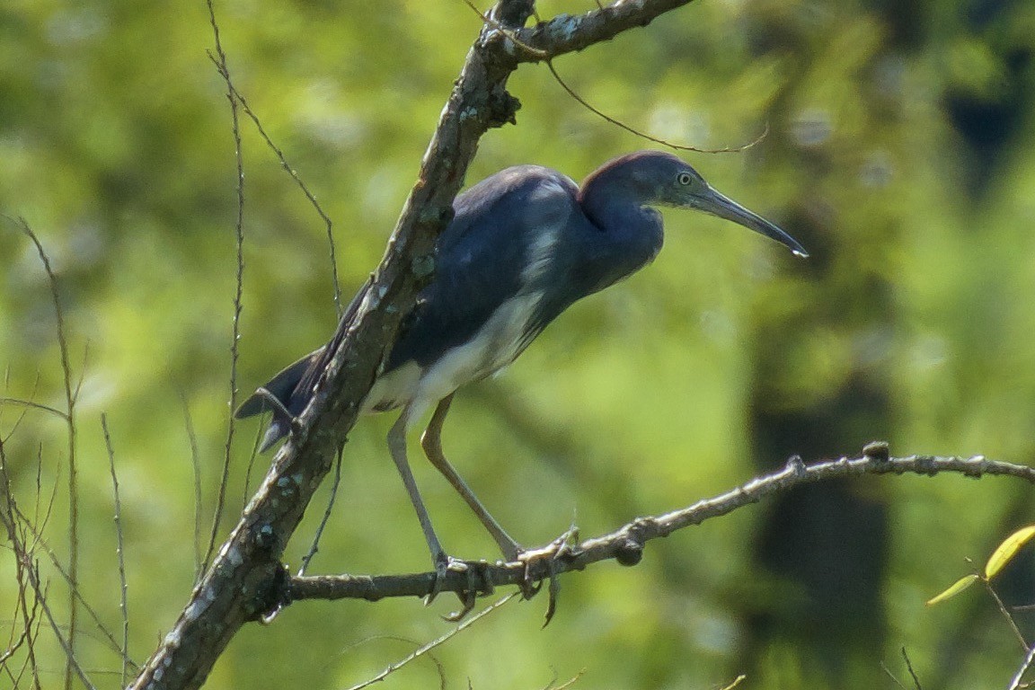 Tricolored Heron - You Day