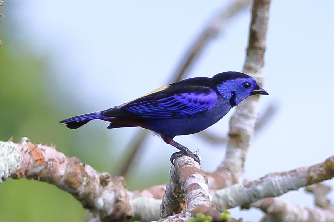 Opal-rumped Tanager - ML110125481