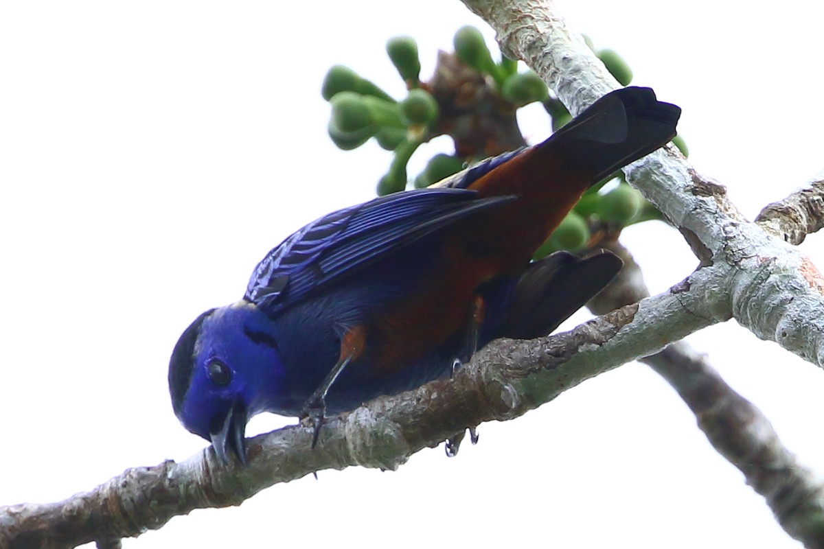 Opal-rumped Tanager - ML110125501