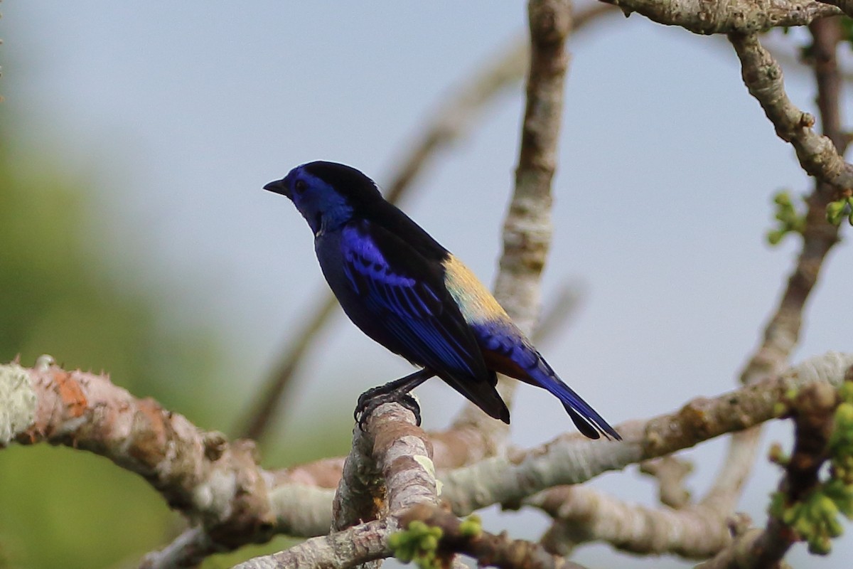 Opal-rumped Tanager - ML110125511
