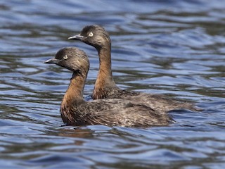  - New Zealand Grebe