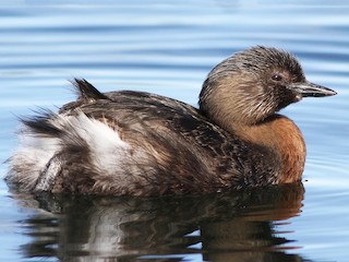  - New Zealand Grebe