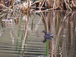  - New Zealand Grebe