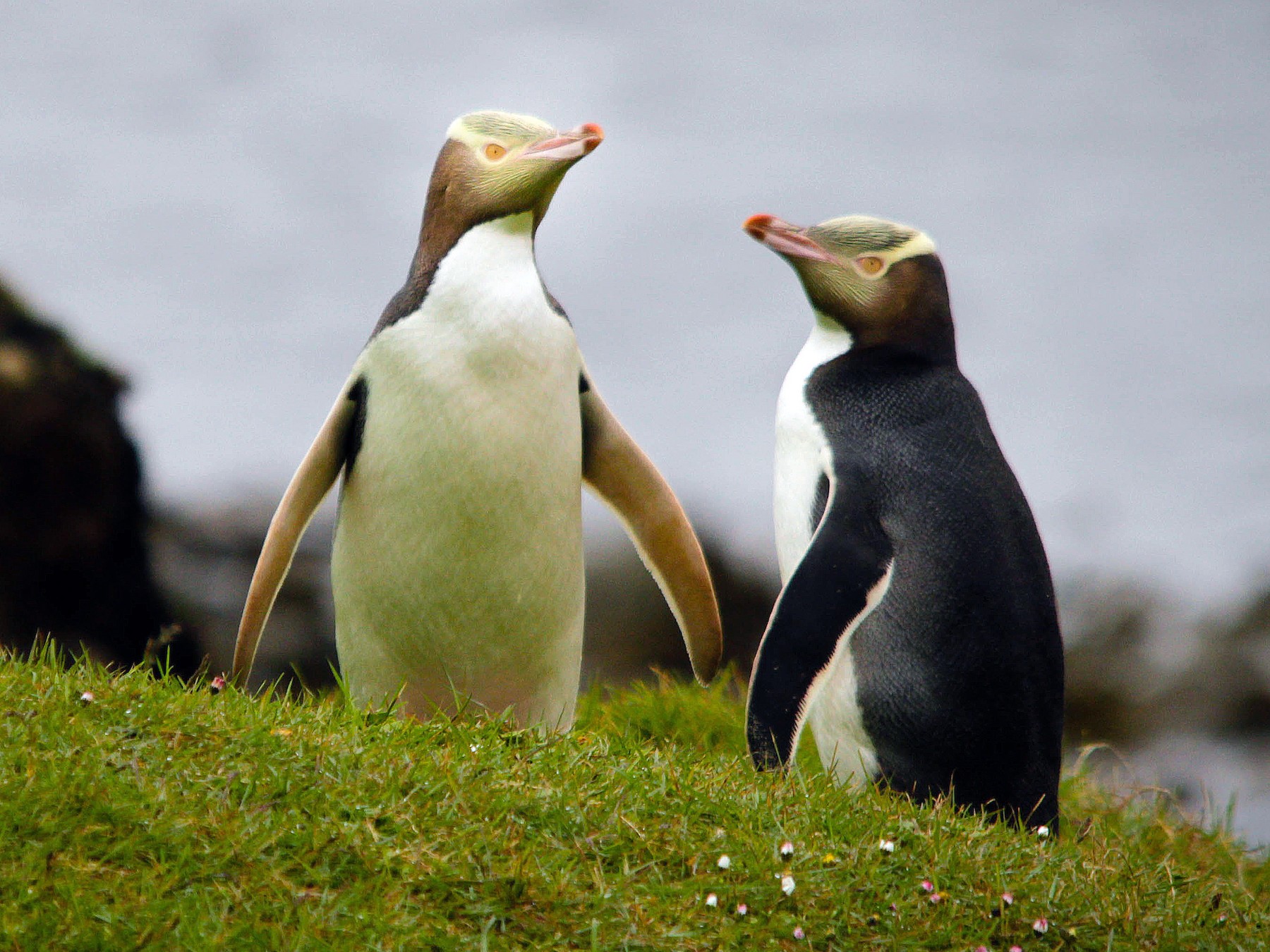 Yellow-eyed Penguin - Peter Hodge