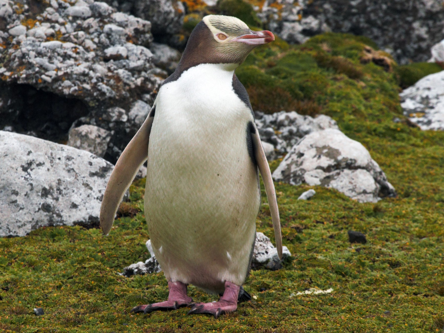 Yellow-eyed Penguin - James (Jim) Holmes