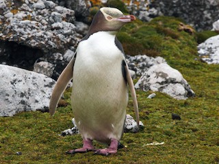  - Yellow-eyed Penguin