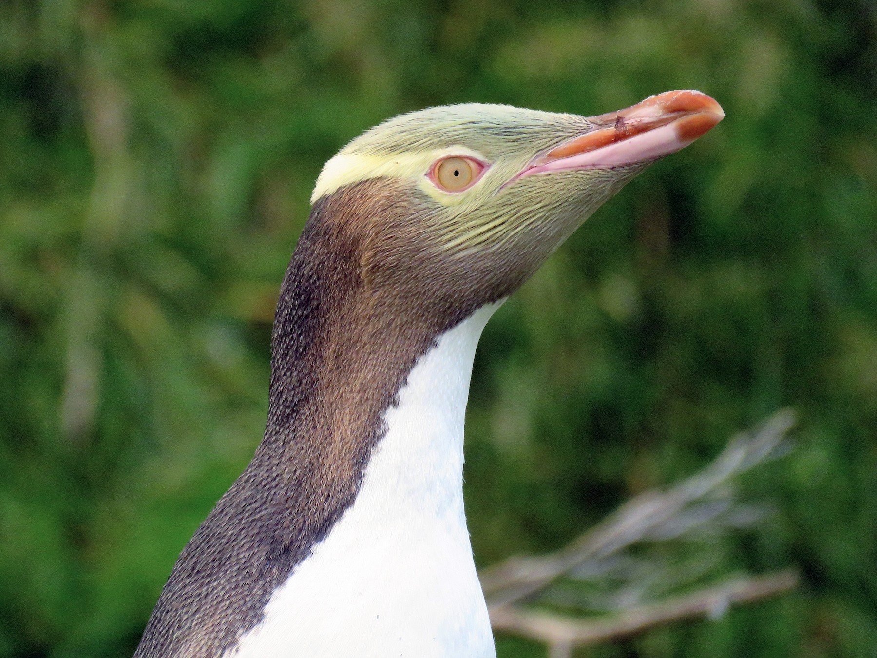 Yellow Eyed Penguin