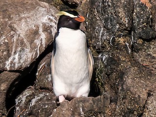  - Fiordland Penguin