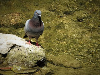 Rock Pigeon (Feral Pigeon), ML110127731