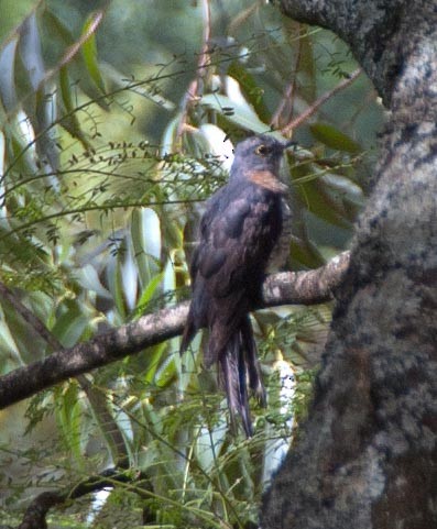 Red-chested Cuckoo - ML110127771