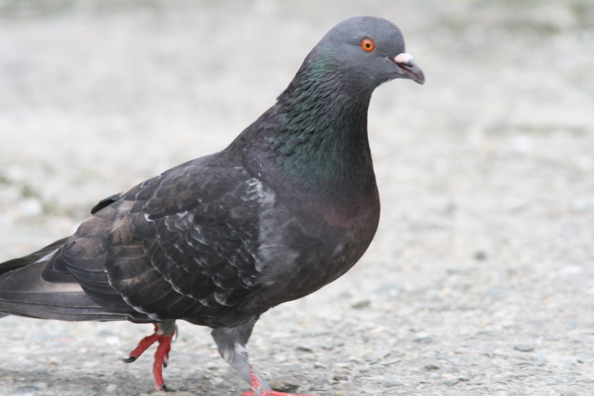 Rock Pigeon (Feral Pigeon) - PANKAJ GUPTA