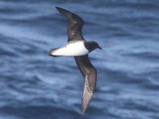  - Magenta Petrel