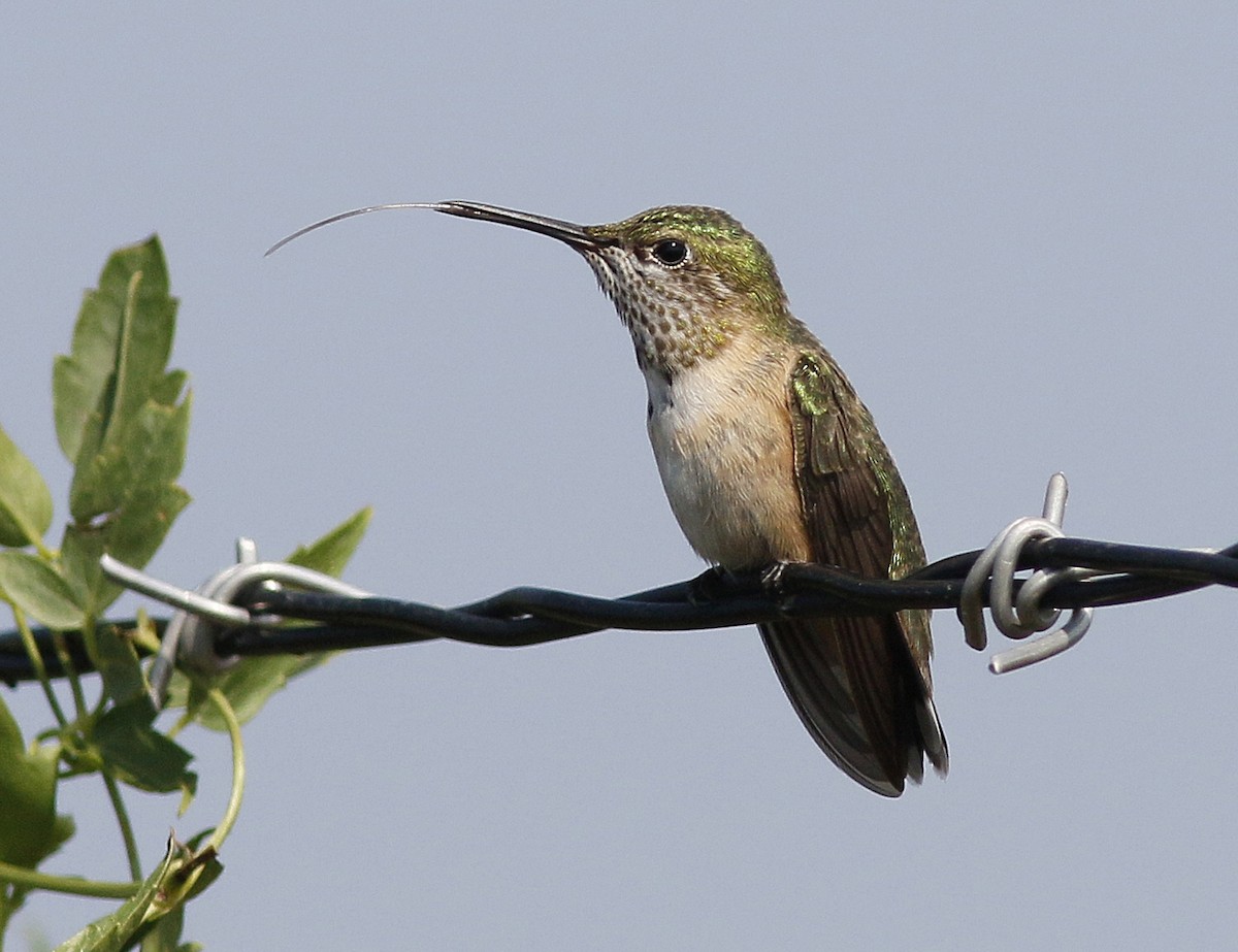 Calliope Hummingbird - ML110128291