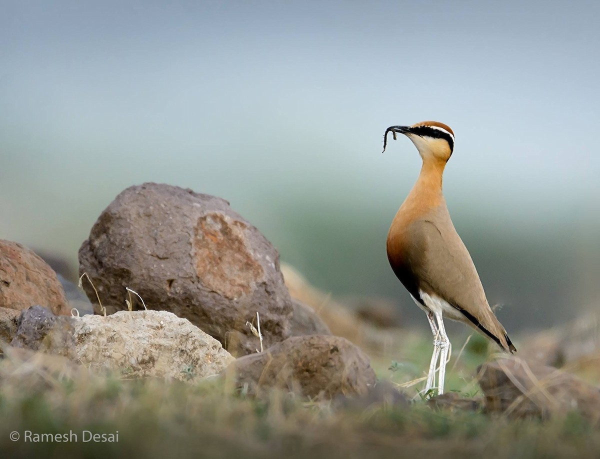 Indian Courser - ML110128301