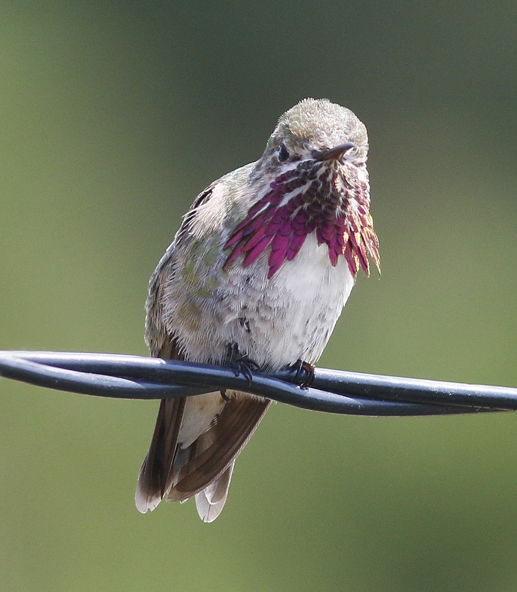 Calliope Hummingbird - ML110128311