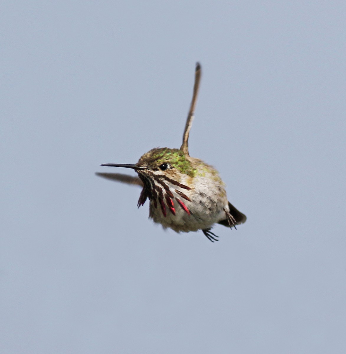 Calliope Hummingbird - ML110128331