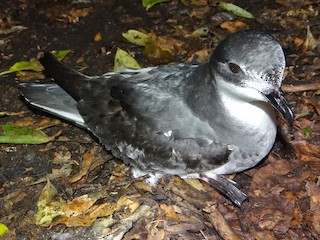  - Chatham Petrel